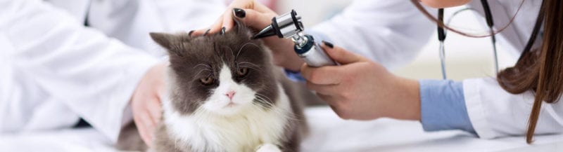 inspecció orella gat per veterinari