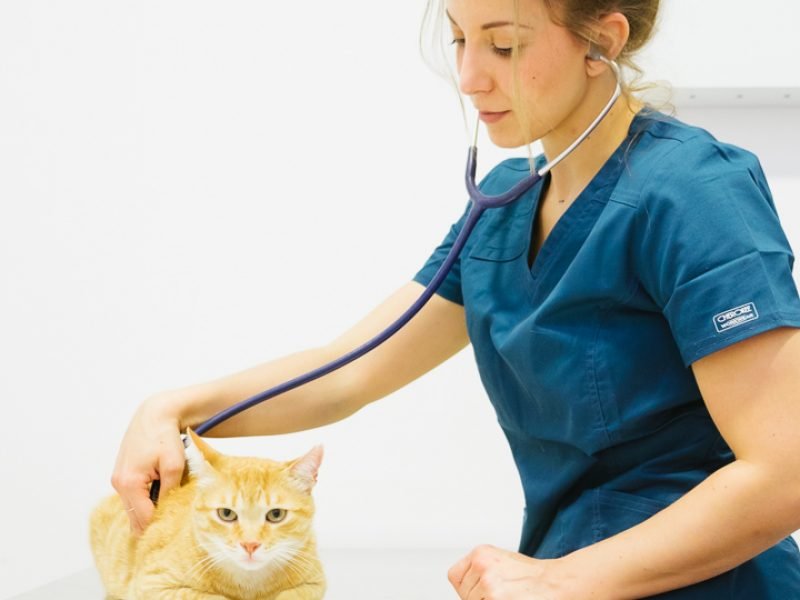 clinica-gato-veterinario clinica-veterinaria