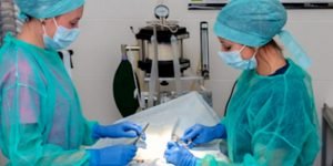 cirujia-veterinario cirujia-veterinario