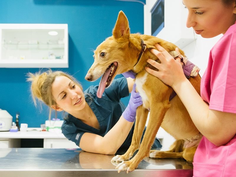 veterinario-entremaliats-inicio veterinario-entremaliats-inicio